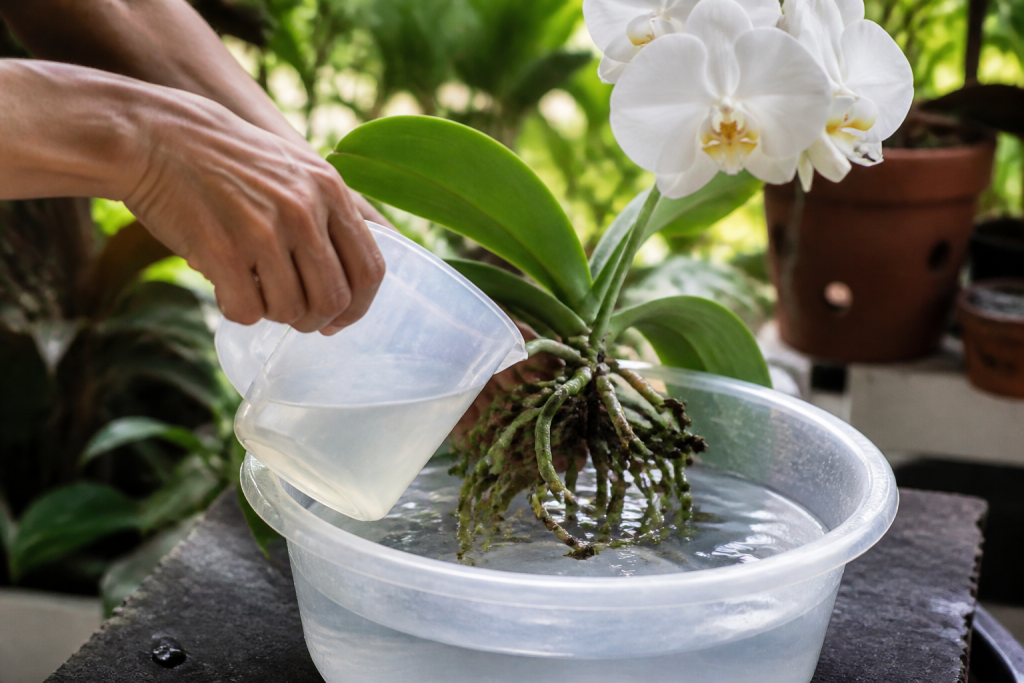 Orchidee blanche racines bassinage engrais dilue